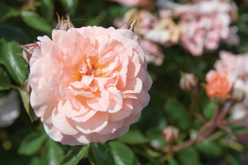 Rosa Apricot Drift® (Groundcover Rose)